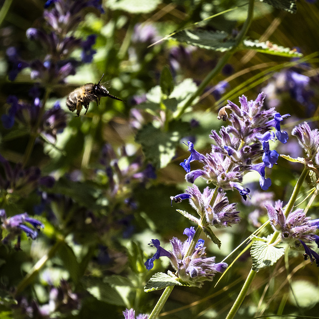 Wildtiere im Garten