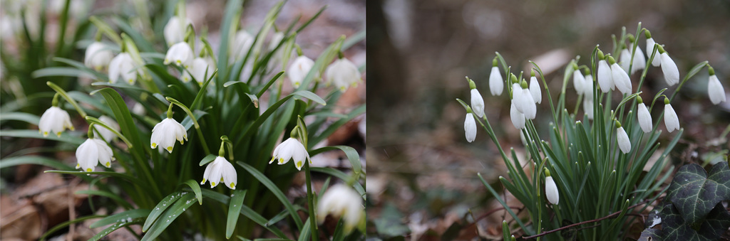 Leucojum vs. Galanthus (Comparison)