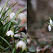 Leucojum vs. Galanthus (Comparison)