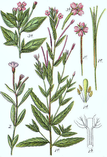 Epilobium tetragonum- n° 4