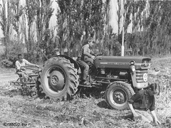 My father's Massey Ferguson tractor (1966)