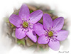 Leberblumen