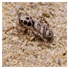 Zebra Jumping Spider