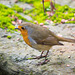 Robin portrait