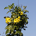 Yellow Trumpet Vine