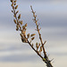 Ocotillo Buds