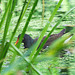 The Pond Moorhen and chicks