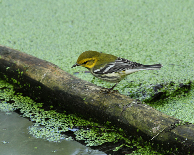 paruline à gorge noire / black-throated green warbler