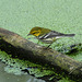 paruline à gorge noire / black-throated green warbler