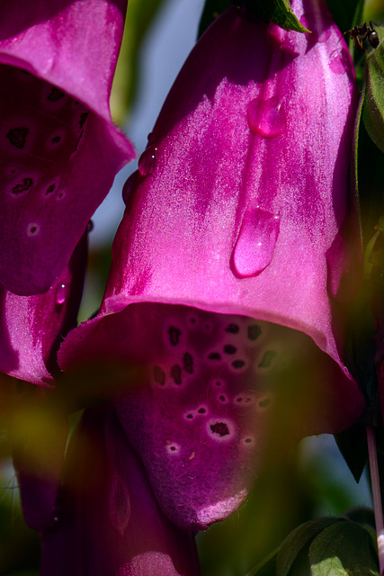 In meinem Garten - die Farben des Sommers