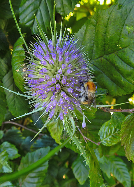 20210831 2791CPw [D~LIP] Wilde Karde (Dipsacus sylvestris), Insekt, UWZ, Bad Salzuflen