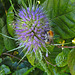 20210831 2791CPw [D~LIP] Wilde Karde (Dipsacus sylvestris), Insekt, UWZ, Bad Salzuflen