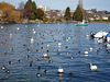 Vogeltreffen am Genfersee bei Morges