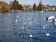 Vogeltreffen am Genfersee bei Morges