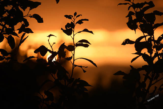 Douceur du soir au soleil couchant