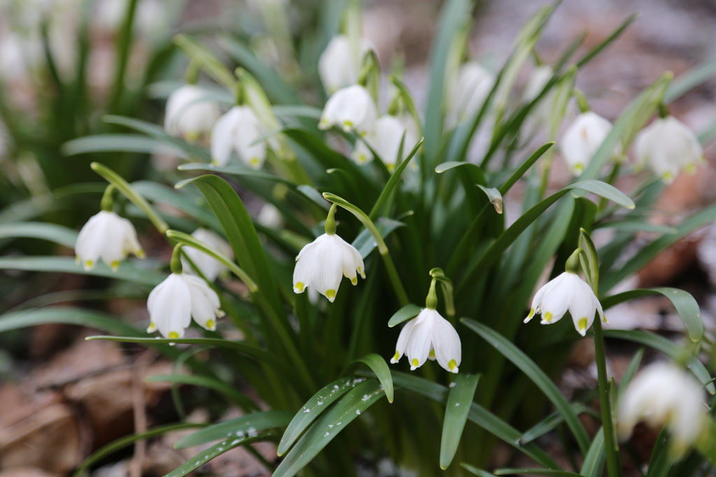 Leucojum vernum