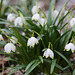 Leucojum vernum