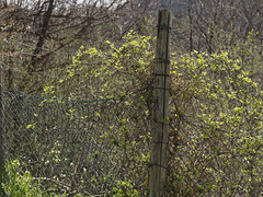 primavera