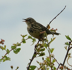 Meadow Pipit