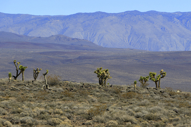 Joshua Trees