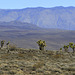 Joshua Trees