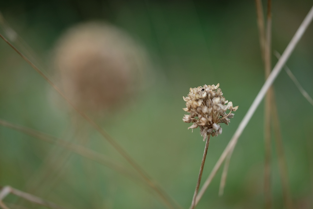 DSCF9184