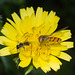 HoverflyIMG 5479