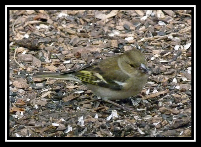 Thurstaston hide (5)