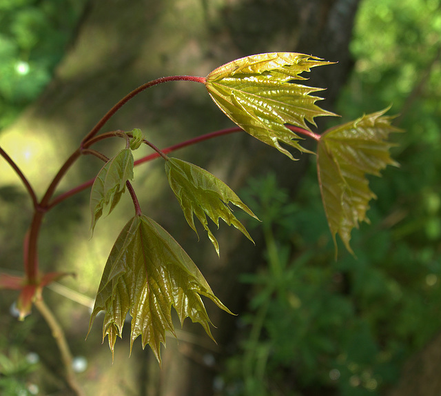 More Of The Tenderness Of New More Of The Tenderness Of New