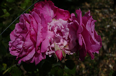 rose parfumée, Cimiers
