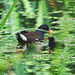 The Pond Moorhen and chicks