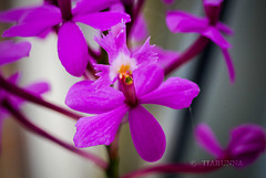 Crucifix Orchid