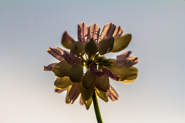 In meinem Garten - die Farben des Sommers