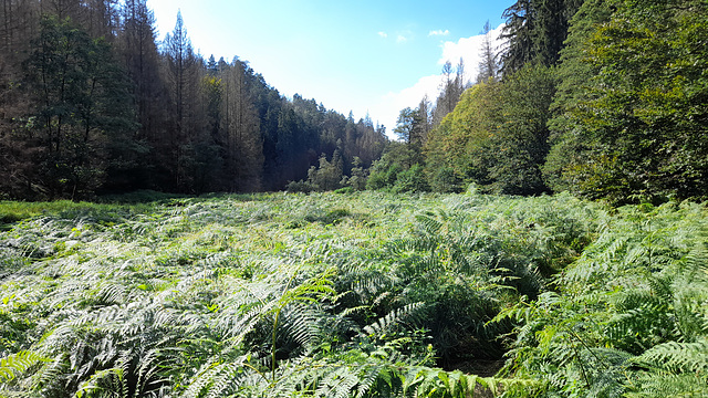 Hinterhermsdorf 0 (40)