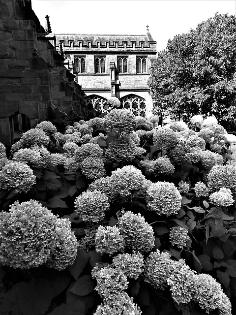 Hereford Cathedral garden. Hydrangeas.