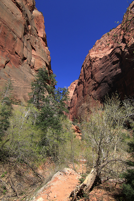 Middle Fork, Taylor Creek Canyon