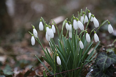 Galanthus nivalis