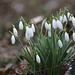 Galanthus nivalis