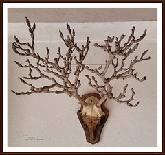 Hirsch heiß' ich