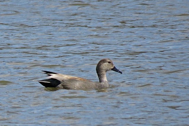 Gadwall