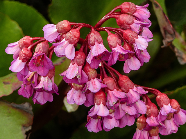 Elephant Ears / Bergenia cordifolia