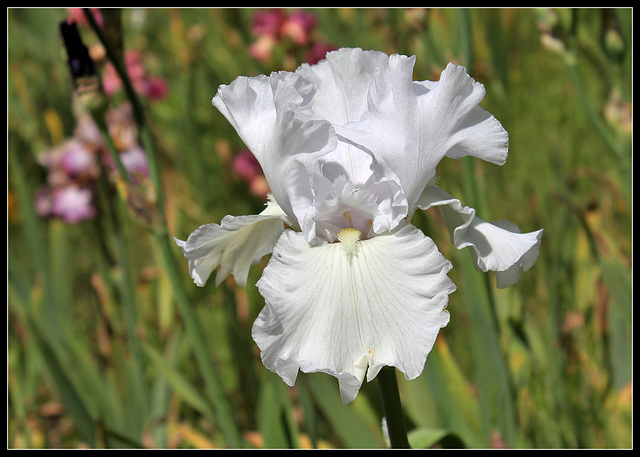 Blanc 4 (9)
