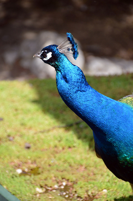 Getatten mein Name ist Pfau