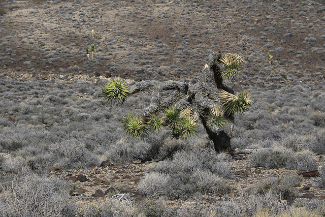 Joshua Tree