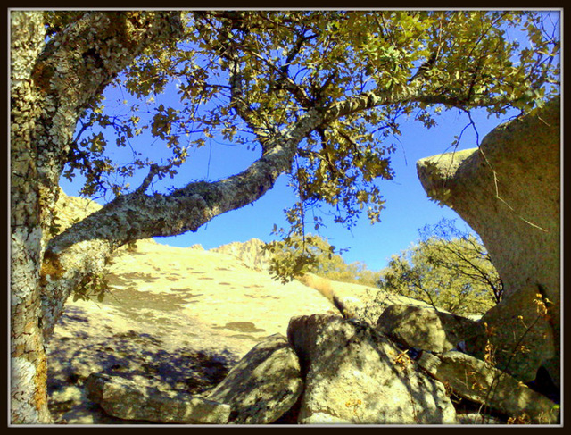 Holm Oak and granite.