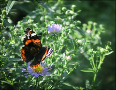 red admiral