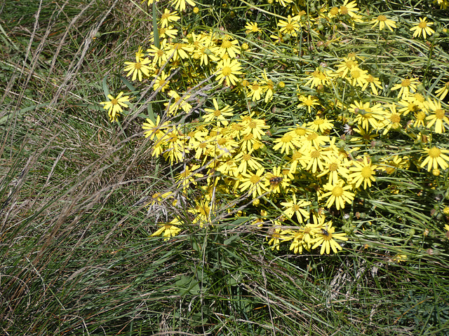 gelbe Schönheiten