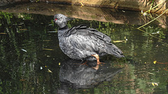 20190901 5634CPw [D~VR] Halsbandwehrvogel, Vogelpark Marlow