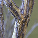 Ocotillo Stems