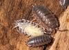 IMG 4528Woodlice